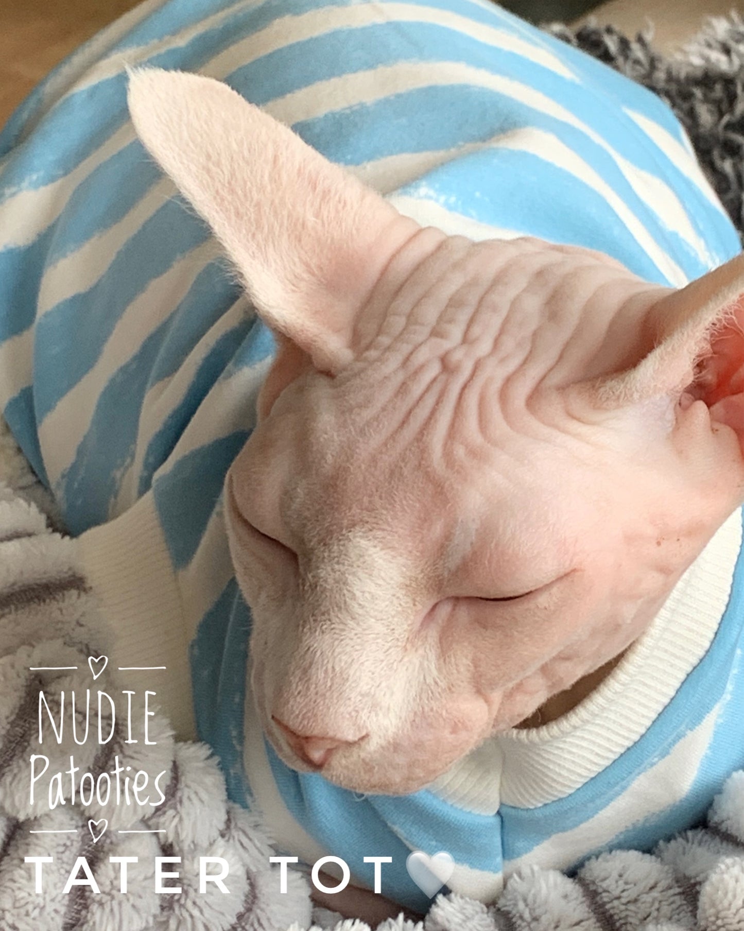 Sphynx cat and kitten organic sweatshirt.  Sphynx cat clothes