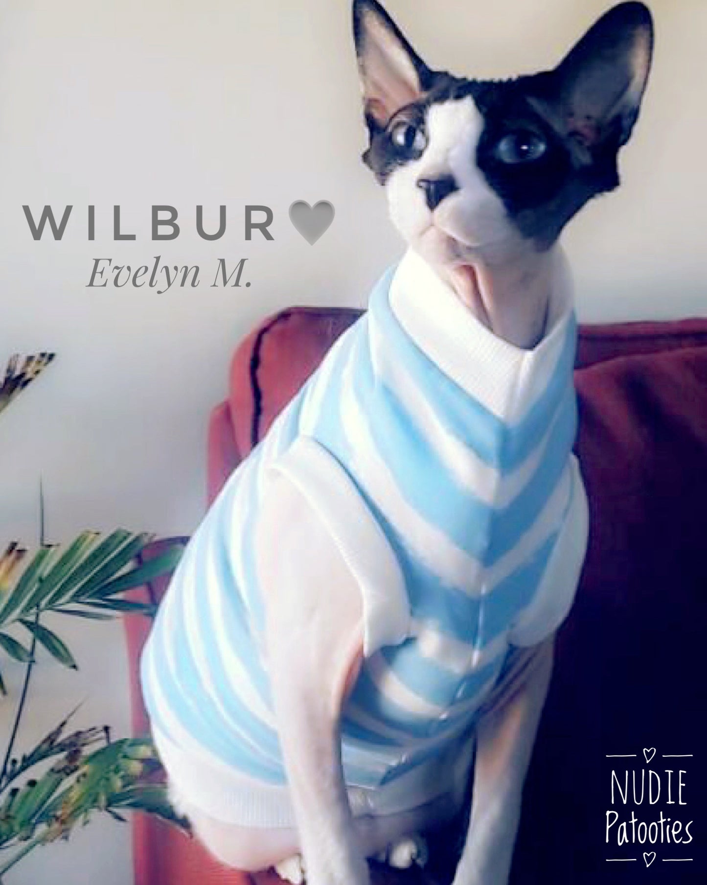 Sphynx cat and kitten organic sweatshirt.  Sphynx cat clothes
