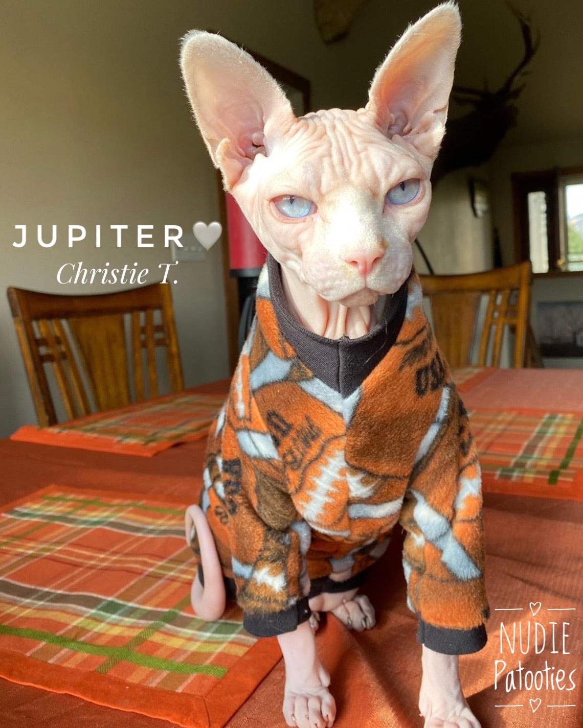 Football sphynx cat and kitten clothes.  