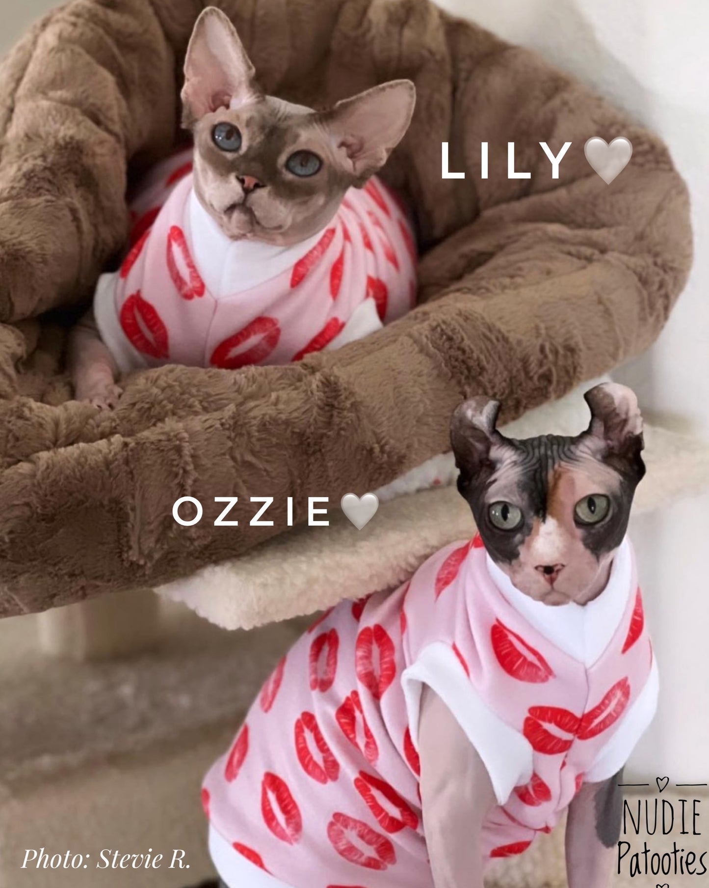 sphynx and kitten cat shirt.  sphynx cat clothes
