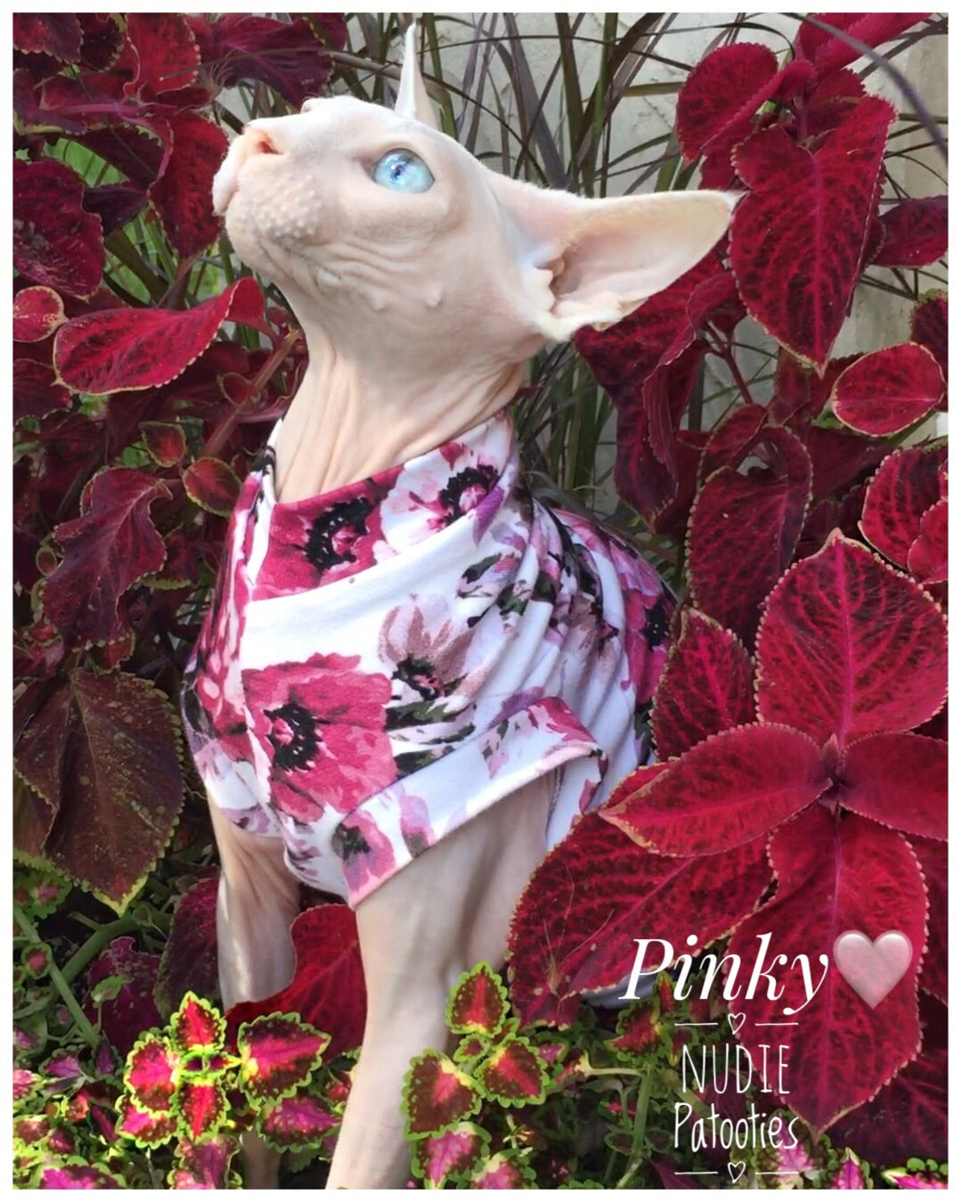 odd eye sphynx cat/ Sphynx Cat Fleece Clothes / clothes for cats/ cat overalls /cat shirt/ cat sweater/ cat sweatshirt/ pet sweater/ Sphynx cat clothes/ Sphynx clothing / cats clothes/ shirt for cat/ cat clothes/ tattoo/ skull/ designer cat clothes/ cat pjs/best sphynx clothes 