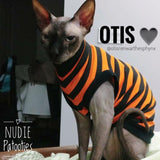 Orange and Black steipe Halloween shirt for your sohynx cat and kitten.  Sphynx clothes. Fall