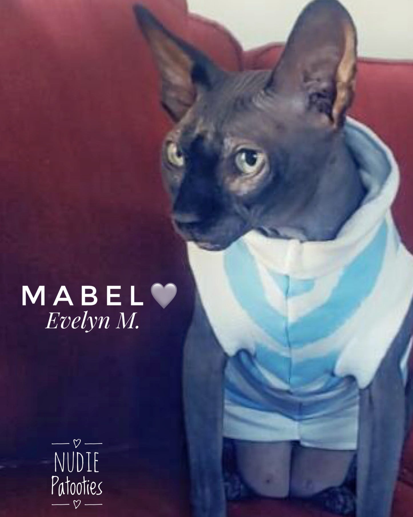 Sphynx cat and kitten organic sweatshirt.  Sphynx cat clothes