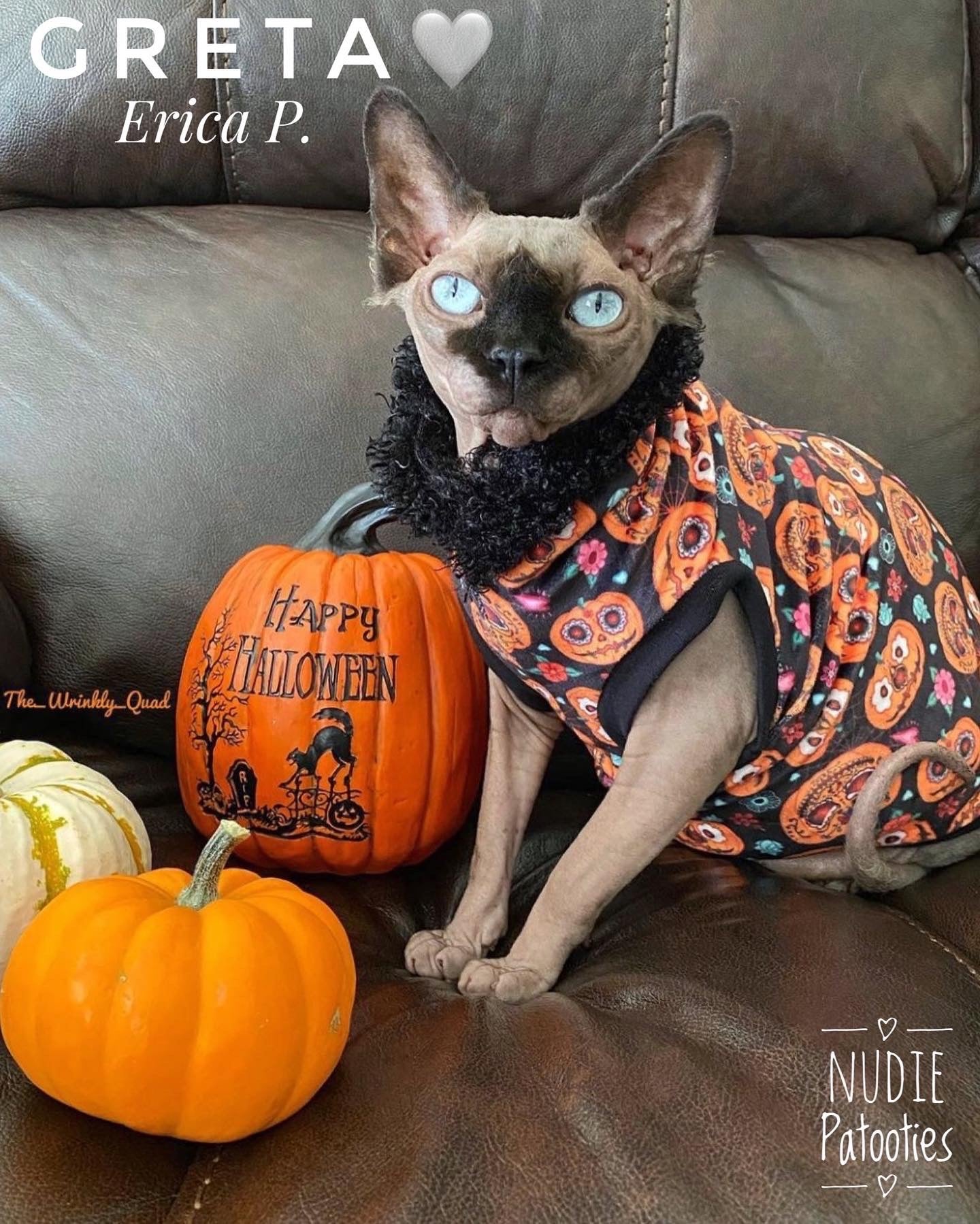 Velvet Sugar Pumpkins w/ Fur Collar