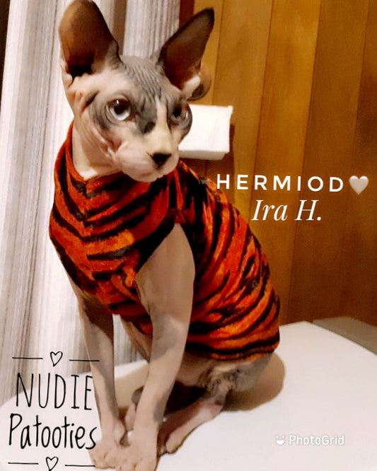 Sphynx cat and kitten shirt.  Sphynx cat clothes.