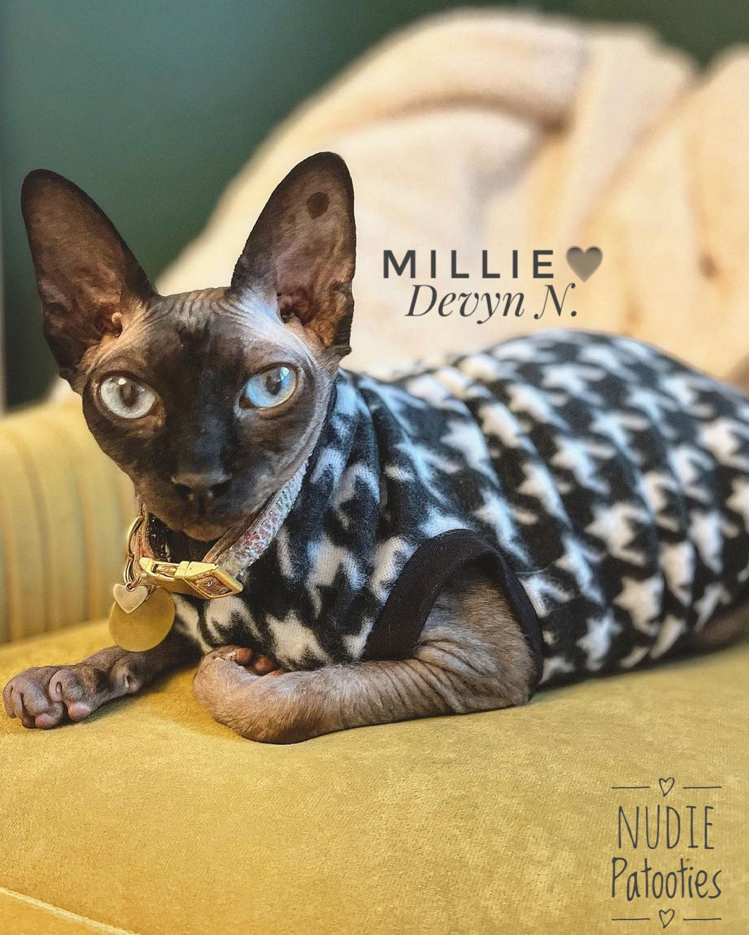 Sphynx cat and kitten shirt sweater. Sphynx cat clothes