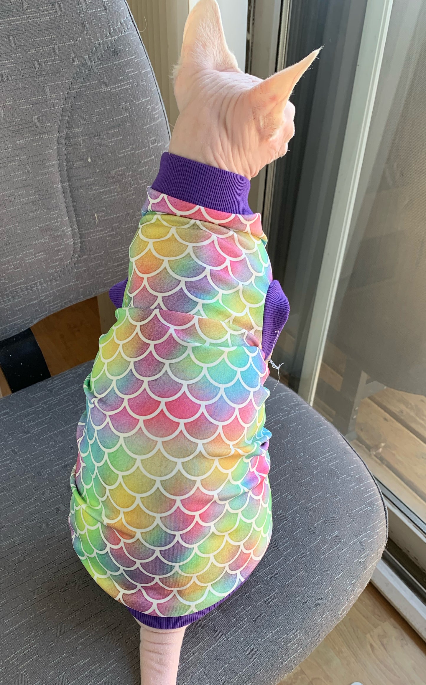 UV 50 + sun protection shirt for sphynx cat and kitten.  Sphynx cat clothes. 