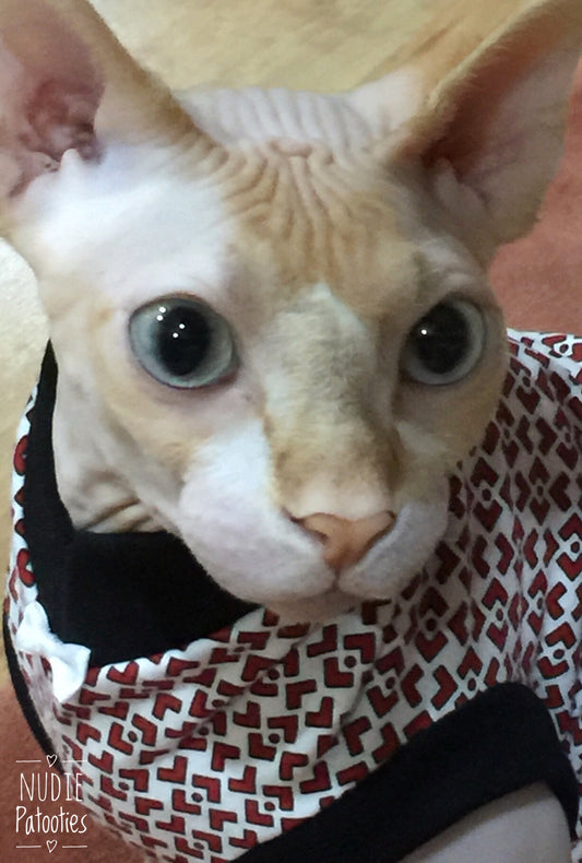 Sphynx cat and kitten shirt.  Sphynx cat clothes